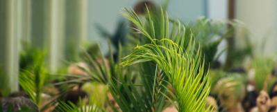Caring For Your Palm Sunday Palms